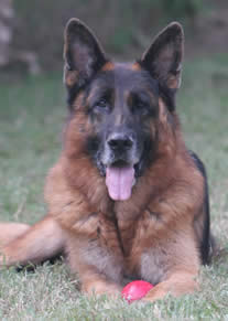 Urma was one of the best German Shepherds living at our boarding and training kennel.  His temperament was fantastic.