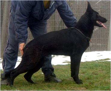 German Shepherd puppy training, socializing, crate training, how to be a handler to your puppy, potty training, house breaking, barking, and jumping are easy to teach or fix.