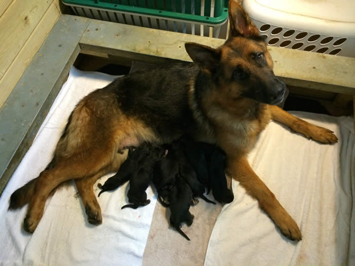 German Shepherd Puppy Litters can grow up to become loyal, loving, faithful, courageous, protective companions for the entire family.