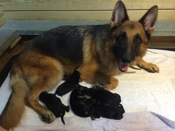 German Shepherd Puppy Litters can grow up to become loyal, loving, faithful, courageous, protective companions for the entire family.