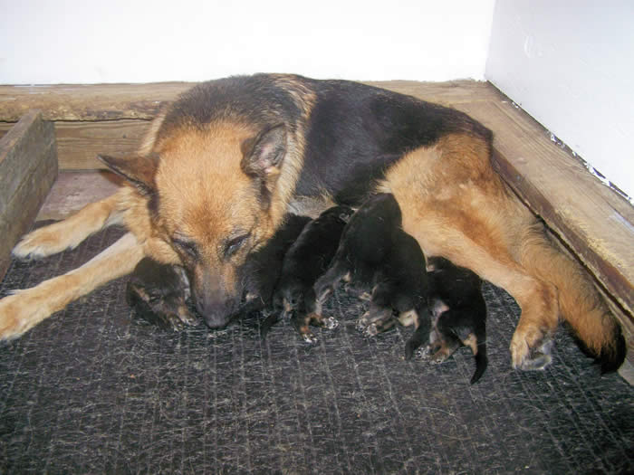 German Shepherd Puppy Litters can grow up to become loyal, loving, faithful, courageous, protective companions for the entire family.