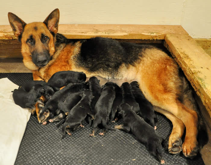 German Shepherd Puppy Litters can grow up to become loyal, loving, faithful, courageous, protective companions for the entire family.