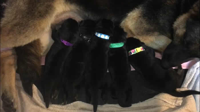 German Shepherd Puppy Litters can grow up to become loyal, loving, faithful, courageous, protective companions for the entire family.