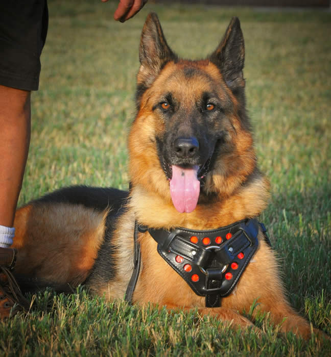 German Shepherd puppy training, socializing, crate training, how to be a handler to your puppy, potty training, house breaking, barking, and jumping are easy to teach or fix.