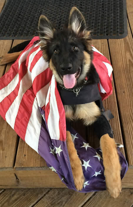 German Shepherd puppy training, socializing, crate training, how to be a handler to your puppy, potty training, house breaking, barking, and jumping are easy to teach or fix.