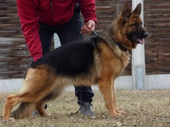 German Shepherd Puppies, Boarding, Training, Kennel, Puppies for sale, Service Dog Training, Obedience Training, Crate Training, Potty Training, German Shepherd Puppy Litters can grow up to become loyal, loving, faithful, courageous, protective companions for the entire family.