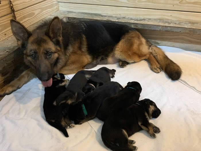 German Shepherd Puppy Litters can grow up to become loyal, loving, faithful, courageous, protective companions for the entire family.