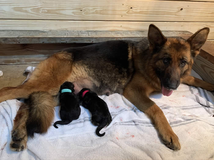 German Shepherd Puppy Litters can grow up to become loyal, loving, faithful, courageous, protective companions for the entire family.