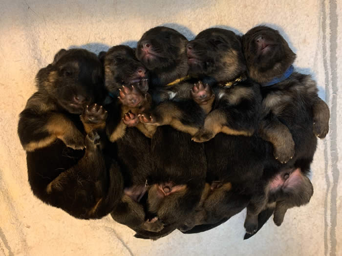 German Shepherd puppy training, socializing, crate training, how to be a handler to your puppy, potty training, house breaking, barking, and jumping are easy to teach or fix.