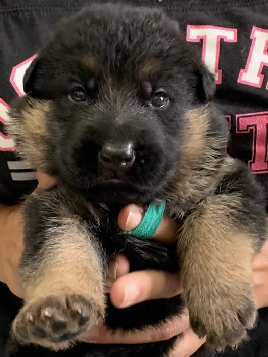 German Shepherd puppy training, socializing, crate training, how to be a handler to your puppy, potty training, house breaking, barking, and jumping are easy to teach or fix.