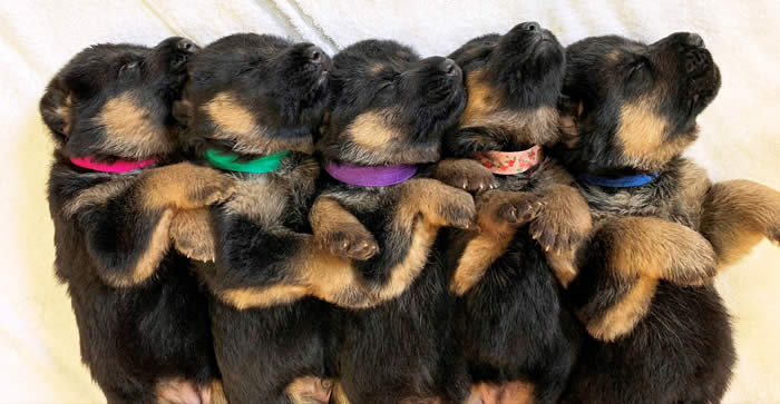 German Shepherd puppy training, socializing, crate training, how to be a handler to your puppy, potty training, house breaking, barking, and jumping are easy to teach or fix.